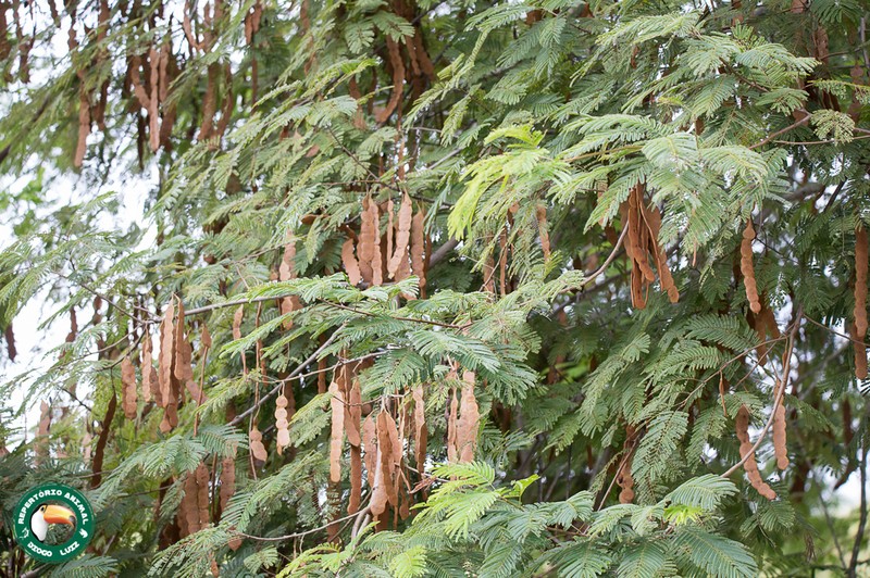 Cohoba Tree photo 4