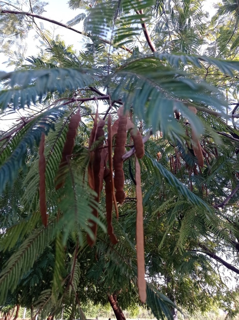 Cohoba Tree photo 5