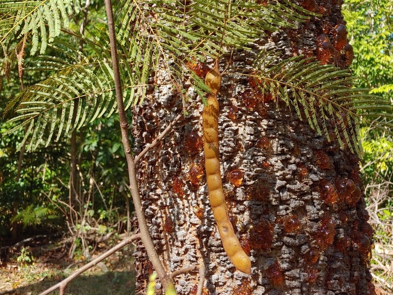 Cohoba Tree photo 6