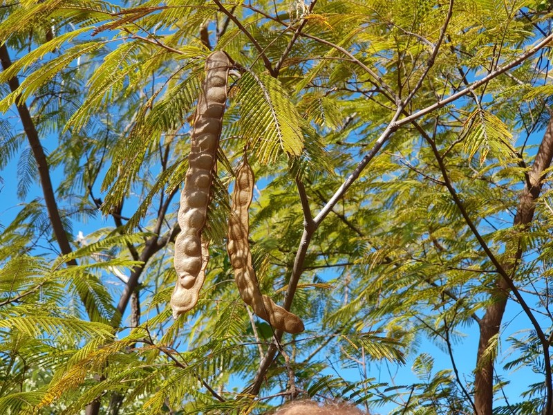 Cohoba Tree photo 7