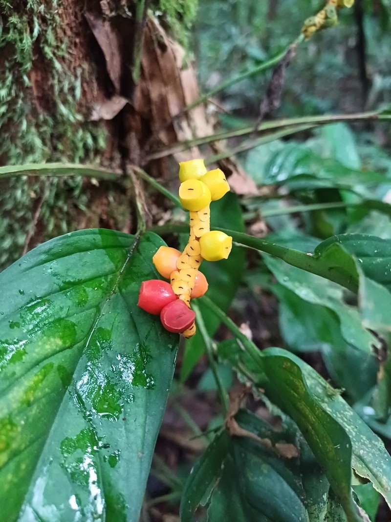 Anadendrum calcicola photo 5