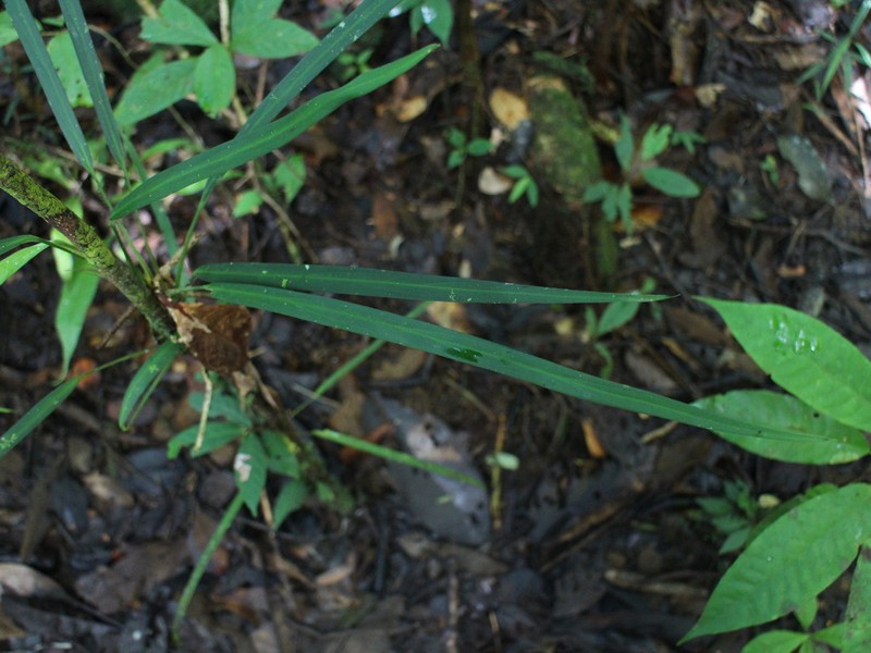 Anadendrum calcicola