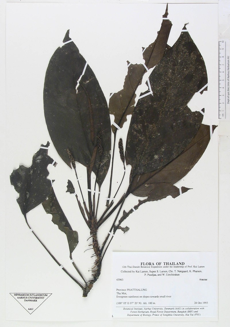 Anadendrum marcesovaginatum