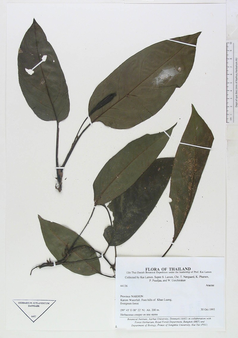Anadendrum marcesovaginatum photo 2