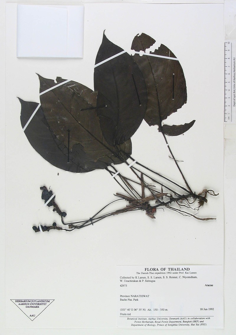 Anadendrum marcesovaginatum photo 3