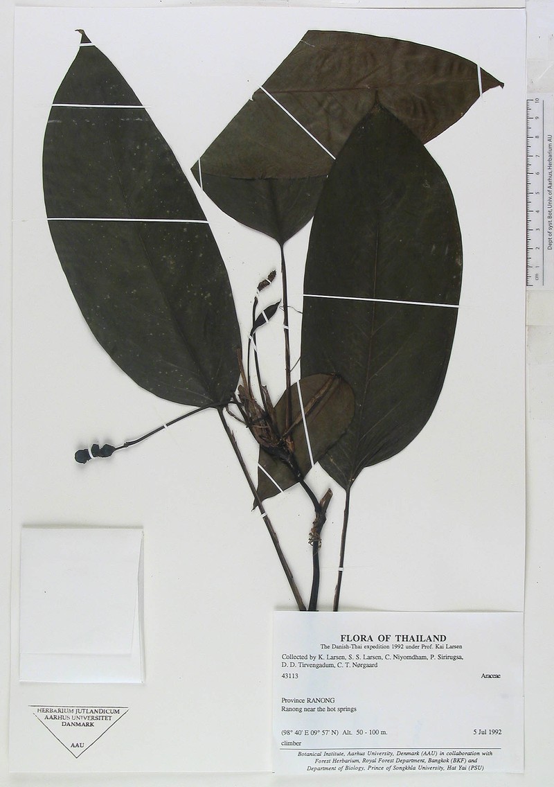 Anadendrum marcesovaginatum photo 4