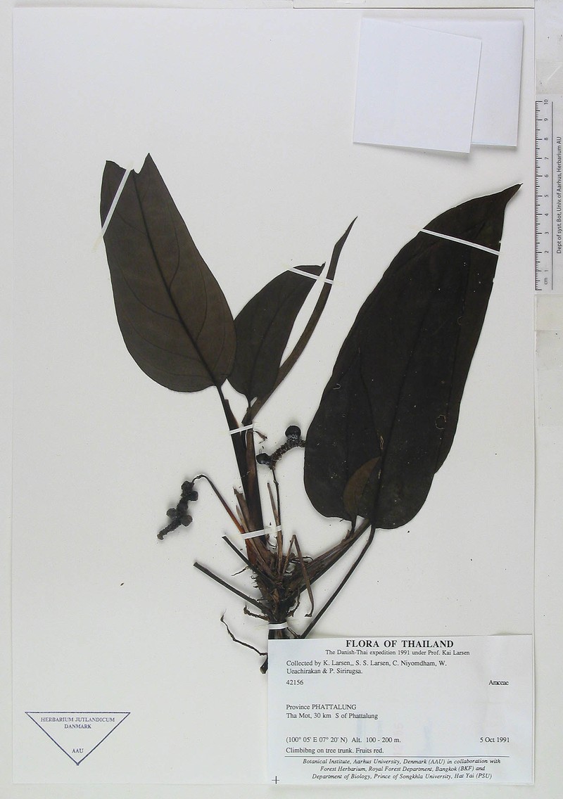 Anadendrum marcesovaginatum photo 5