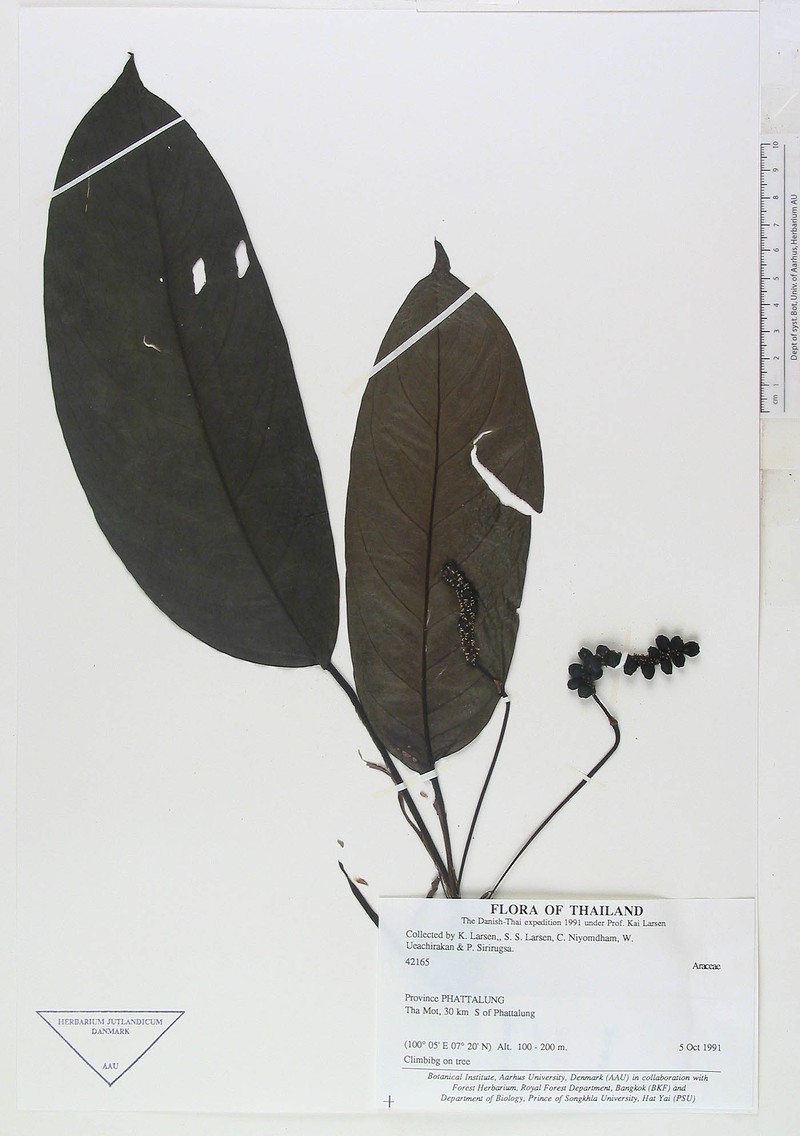 Anadendrum marcesovaginatum photo 6