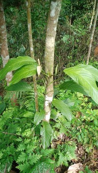 Anadendrum microstachyum