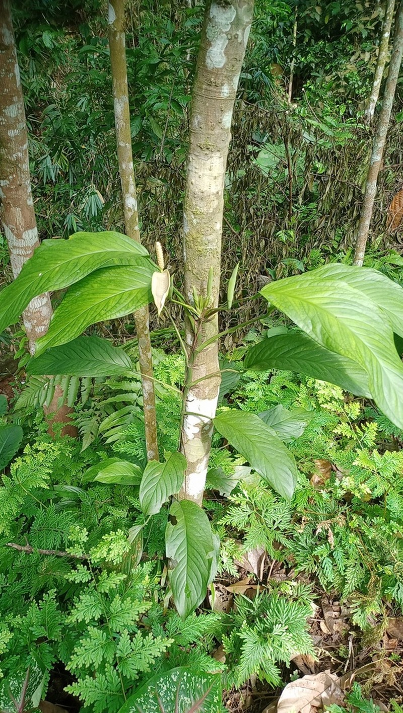 Anadendrum microstachyum