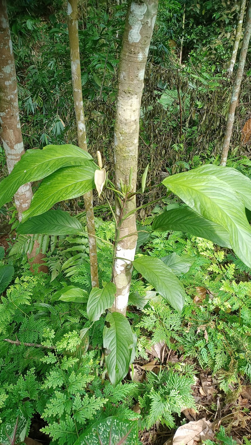 Anadendrum microstachyum photo 2