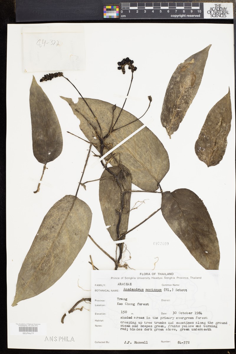 Anadendrum montanum