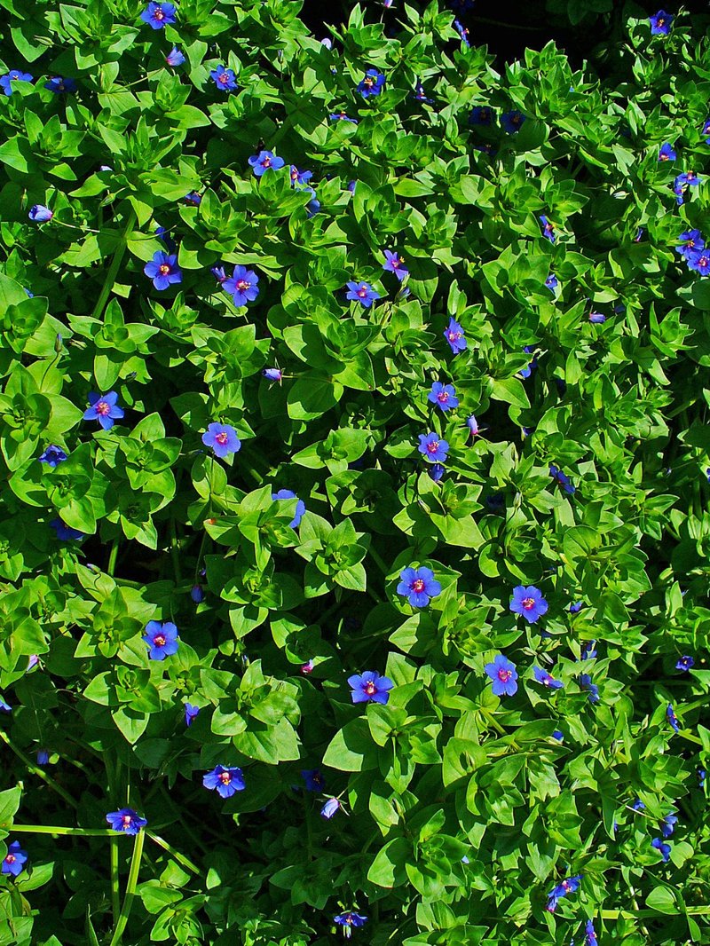 Scarlet Pimpernel photo 2