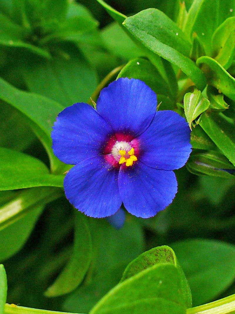 Scarlet Pimpernel photo 3