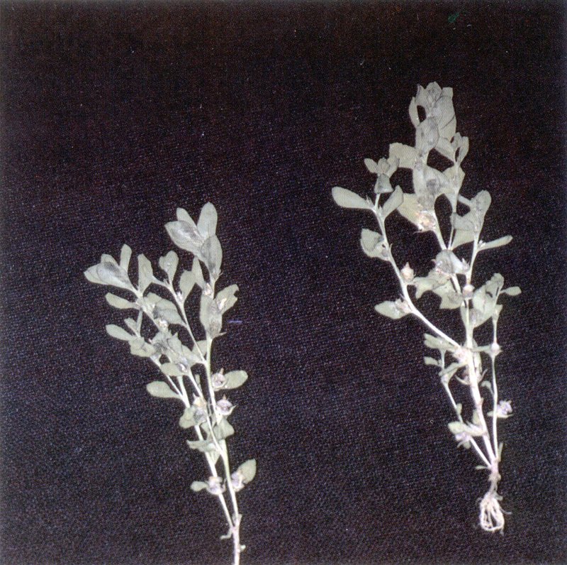 Chaffweed photo 2