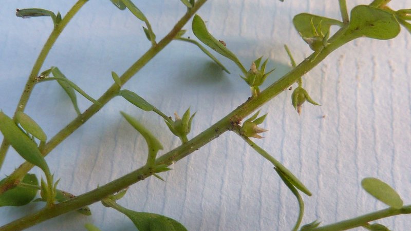Chaffweed photo 3
