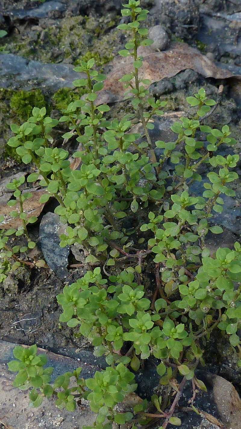 Chaffweed photo 4