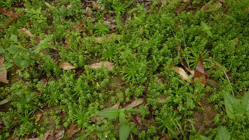 Chaffweed photo 5