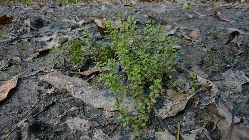 Chaffweed photo 6