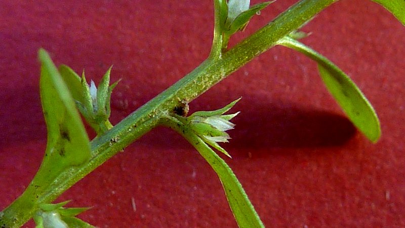 Chaffweed photo 7