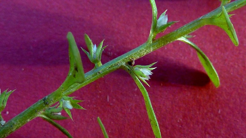 Chaffweed photo 8