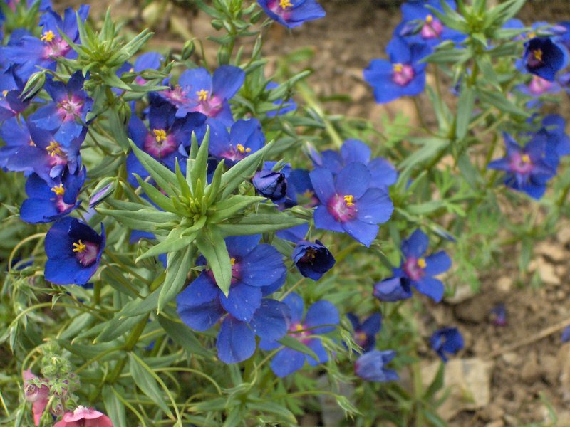 Flaxleaf Pimpernel