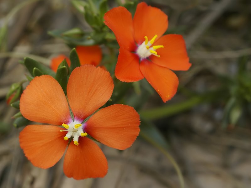Flaxleaf Pimpernel photo 4