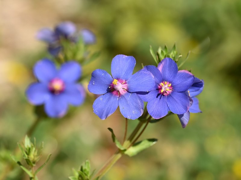 Flaxleaf Pimpernel photo 5
