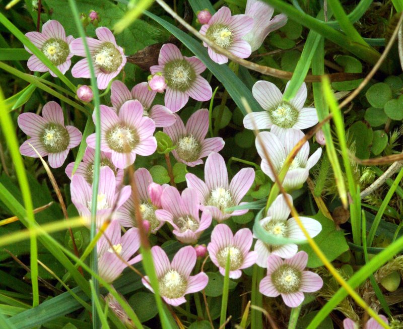 Bog Pimpernel