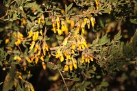 Anagyris foetida