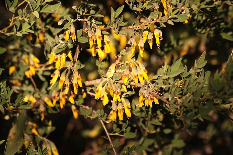 Anagyris foetida