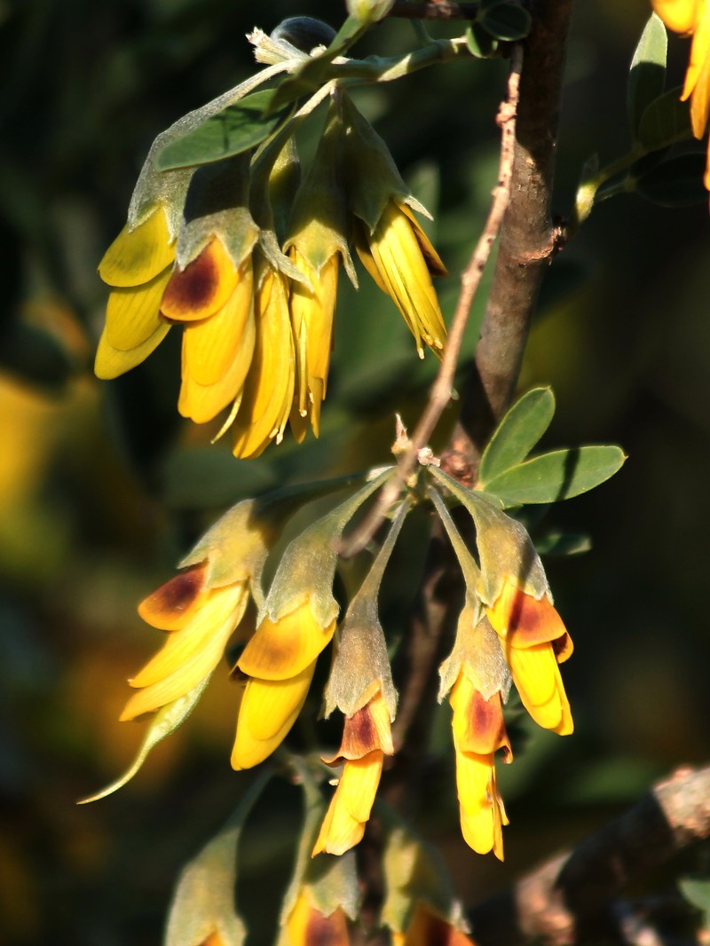 Anagyris foetida photo 2