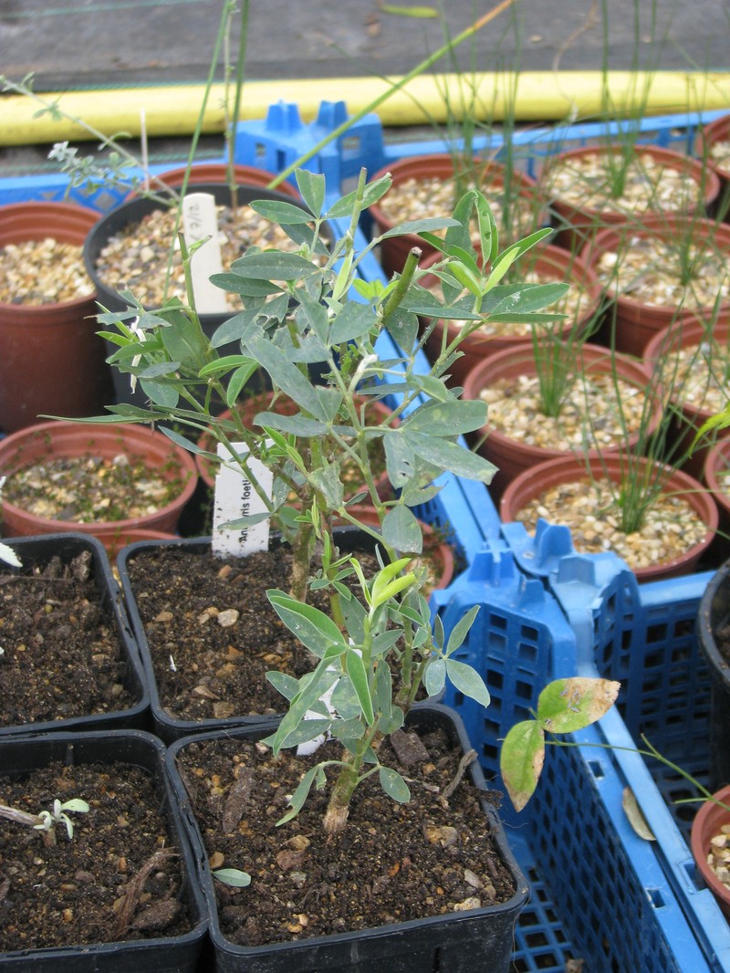 Anagyris foetida photo 3