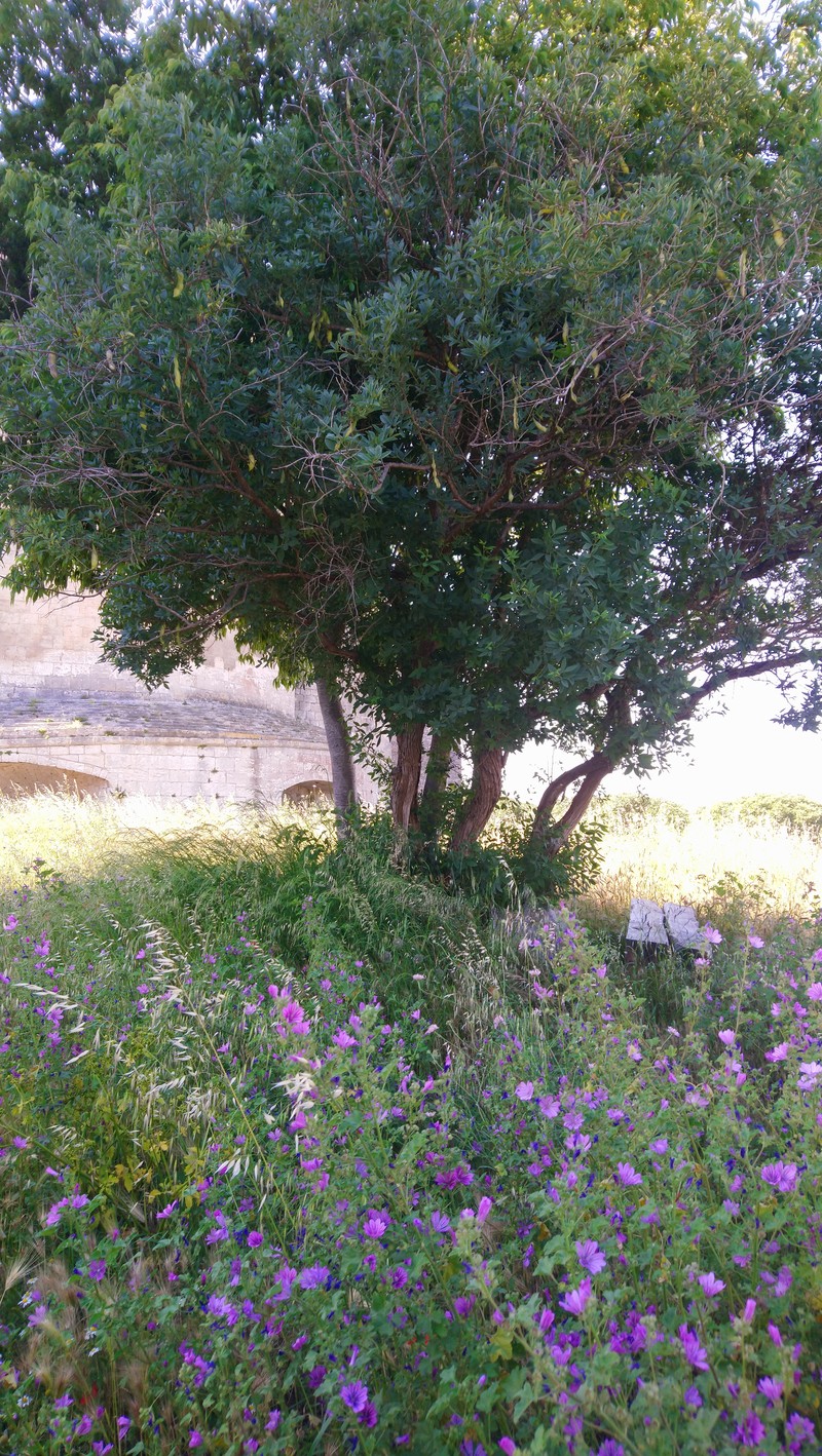 Anagyris foetida photo 4