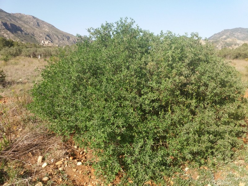Anagyris foetida photo 5