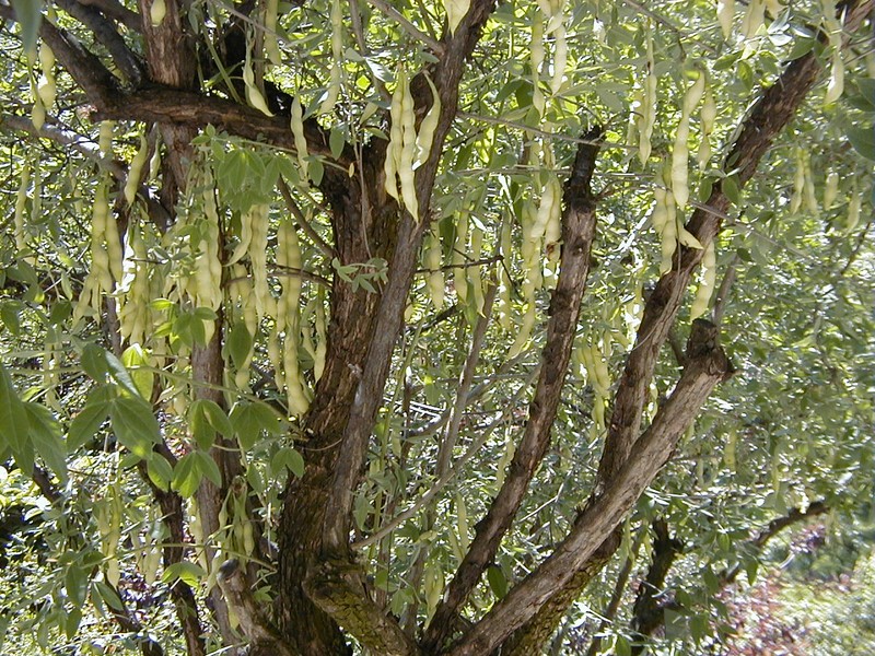 Anagyris foetida photo 6
