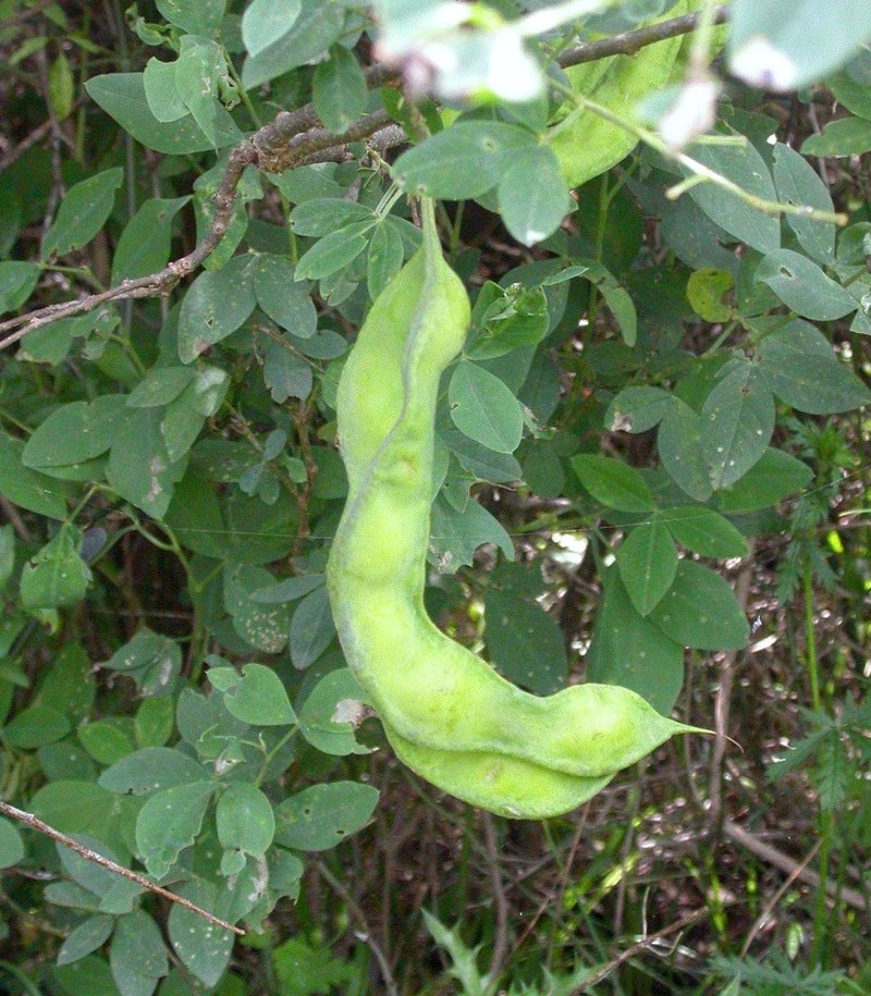 Anagyris foetida photo 7