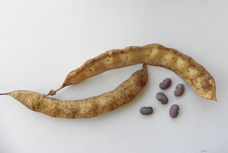 Anagyris foetida photo 8