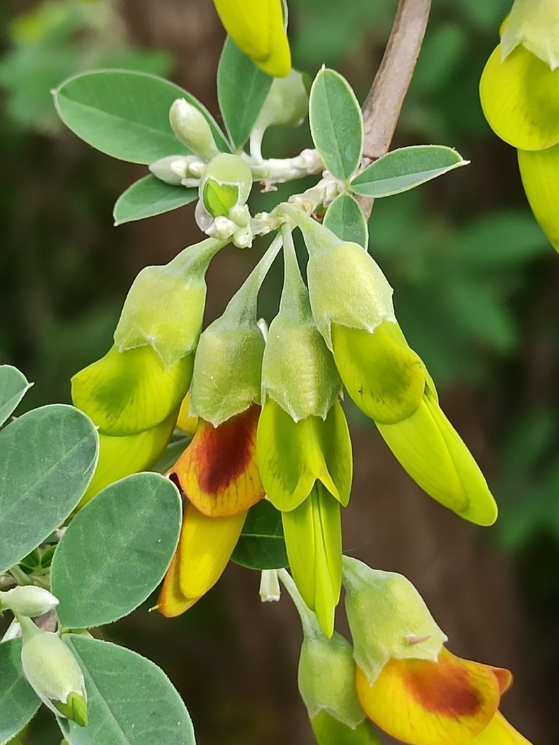 Anagyris latifolia