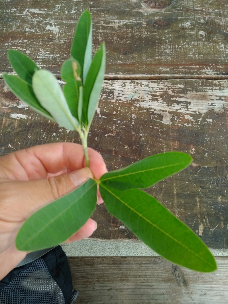 Anagyris latifolia photo 2