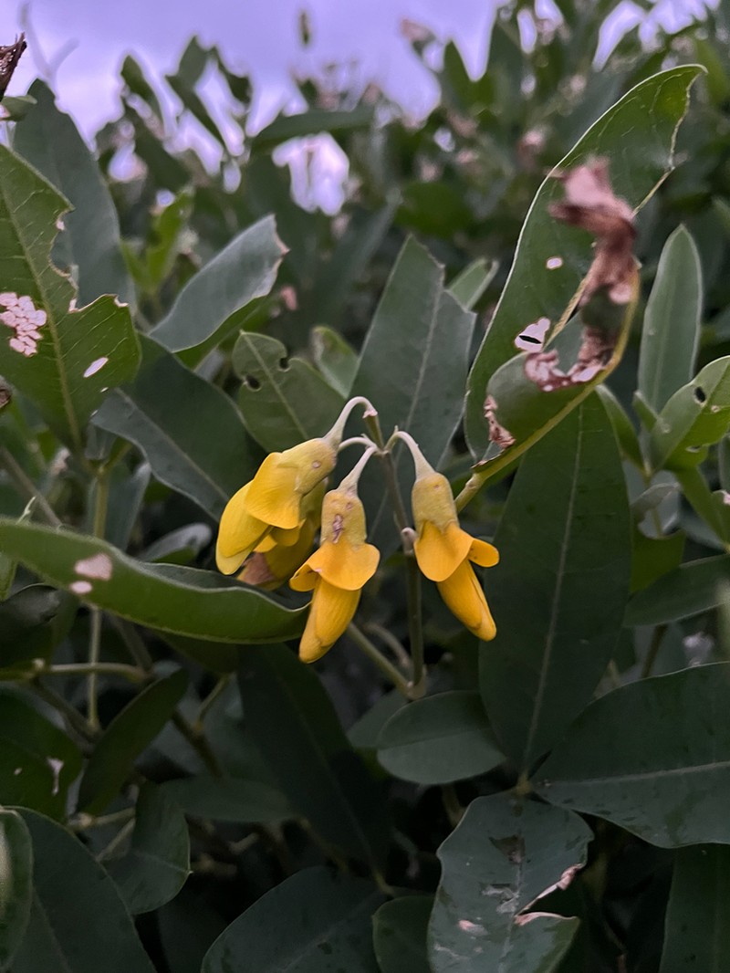 Anagyris latifolia photo 3