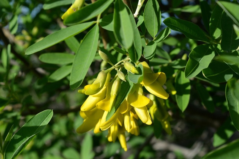 Anagyris latifolia photo 4