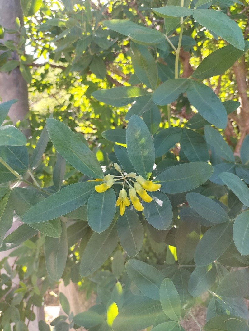 Anagyris latifolia photo 5