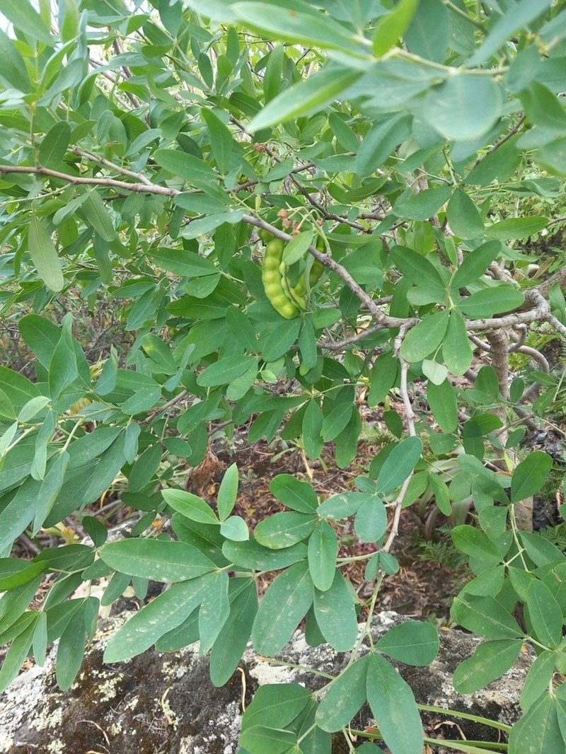 Anagyris latifolia photo 6
