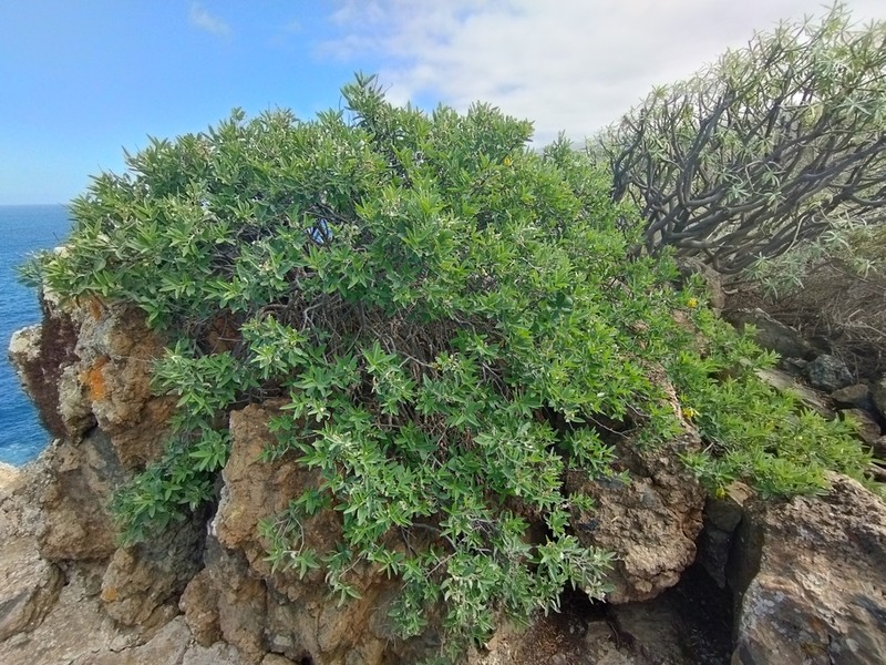 Anagyris latifolia photo 7