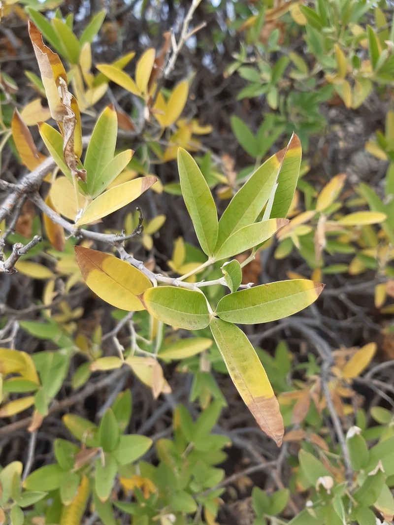 Anagyris latifolia photo 8