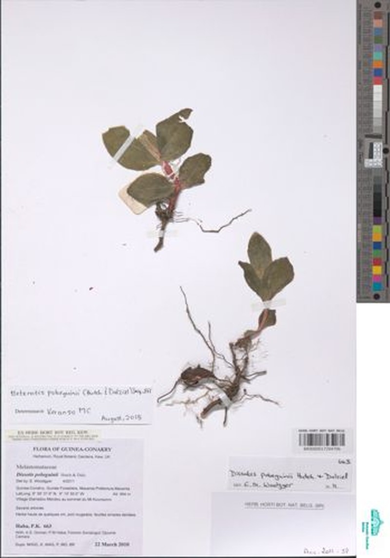 Anaheterotis pobeguinii