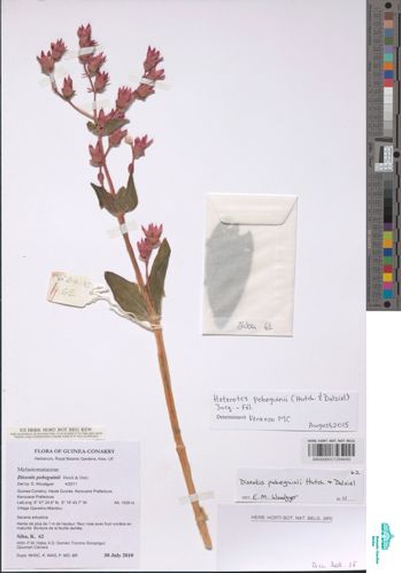 Anaheterotis pobeguinii photo 2