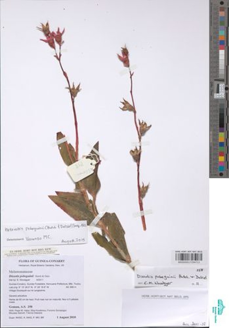 Anaheterotis pobeguinii photo 3