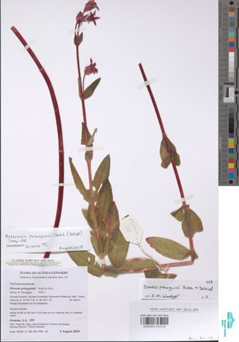 Anaheterotis pobeguinii photo 4